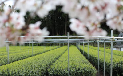 Matcha tekort in Japan?