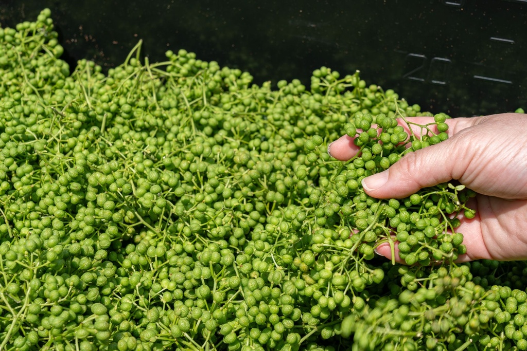 Gedroogde Sansho Peper